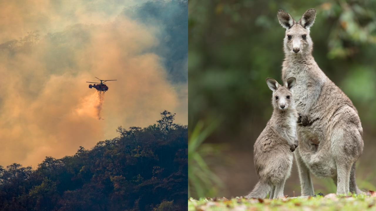 Australia Zoo On Alert As Firefighters Tackle Bushfires 1km Away [Video]