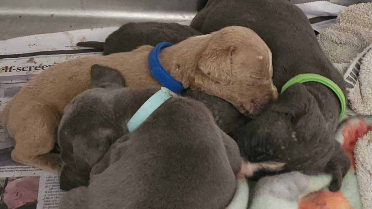 Fulton County shelter caring for puppies found abandoned in ditch [Video]