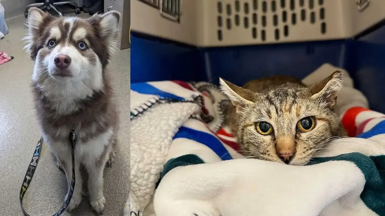 Animal shelter tells pets’ stories of survival after tornado outbreak [Video]