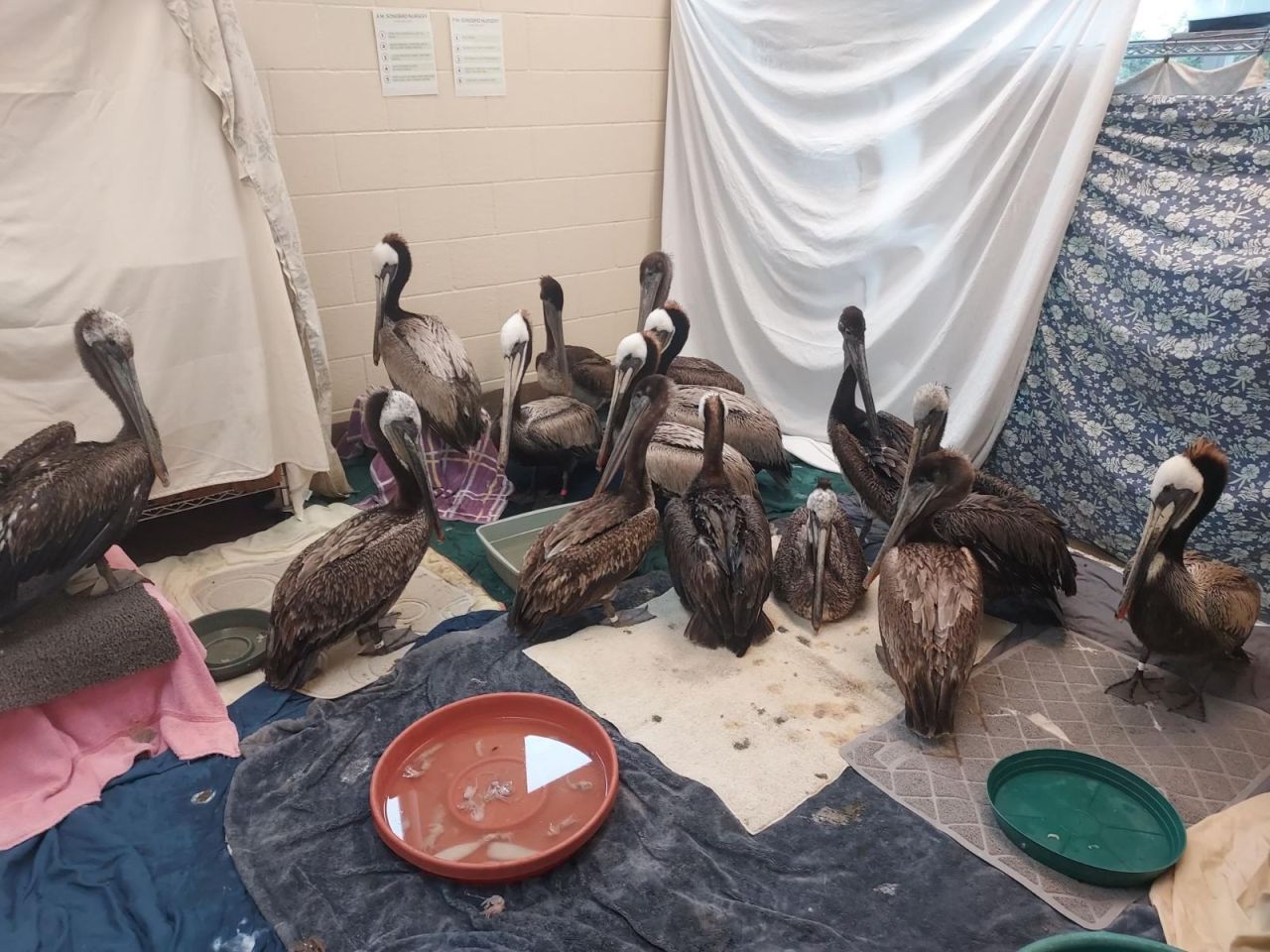 VIDEO: Monterey wildlife center rescues 52 pelicans in distress [Video]