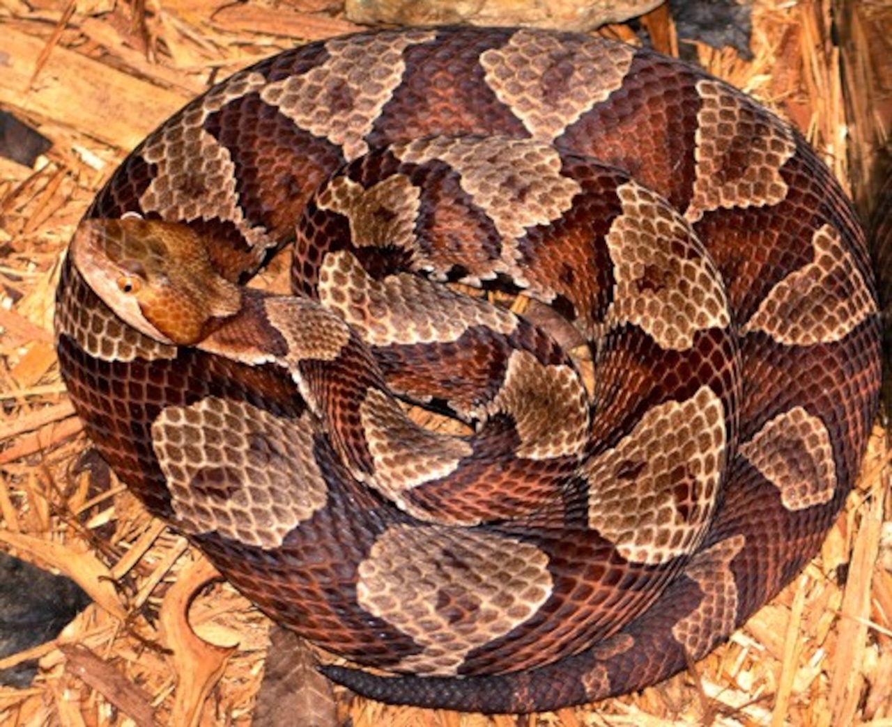 Copperhead snake bites candidate removing election signs [Video]