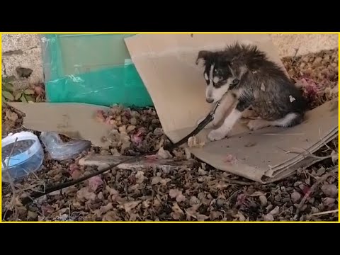 I Will Never Be Pet Again! 3 Month Old Puppy Tearfully Begs For a Freedom [Video]