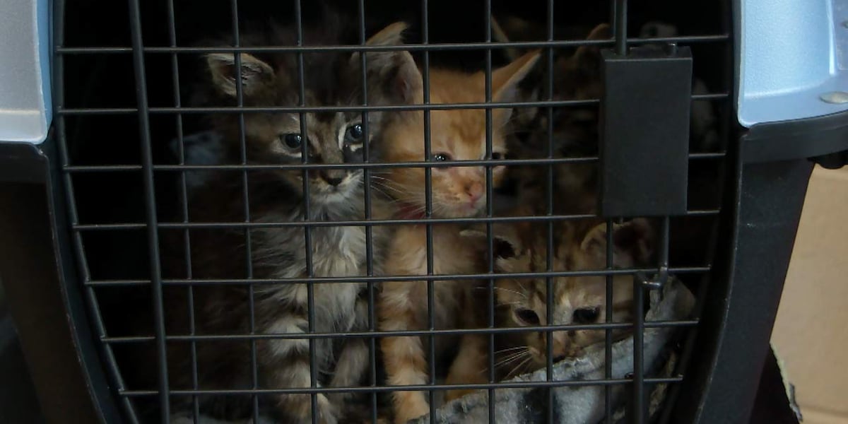 This is a crisis: Over 600 kittens at Charleston Animal Society [Video]