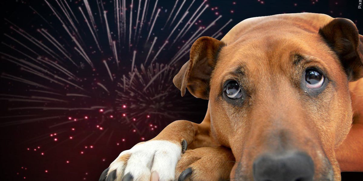 Taking care of your furry friends; how to protect your pets around fireworks [Video]
