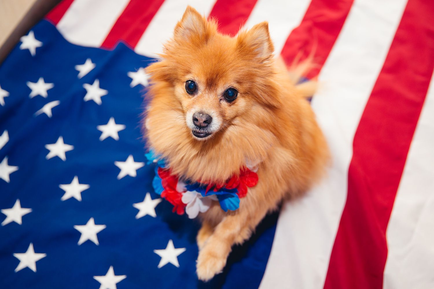 8 Ways to Keep Your Pet Safe on July 4th [Video]