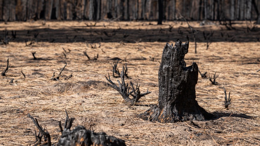 State forester talks burn scars in New Mexico [Video]