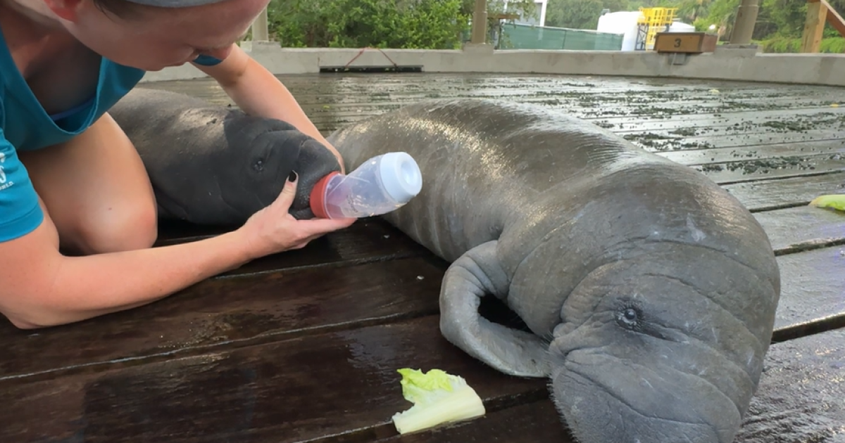 WATCH: 2 manatee calves rescued and receiving care at ZooTampa [Video]