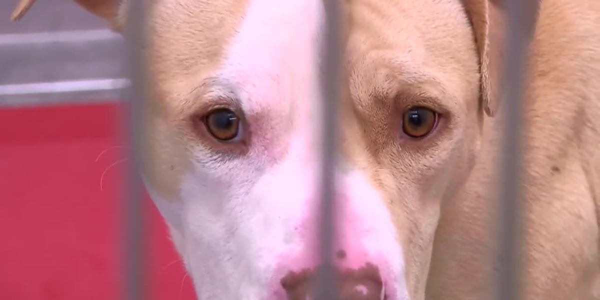 Reuniting with lost pets following 4th of July [Video]