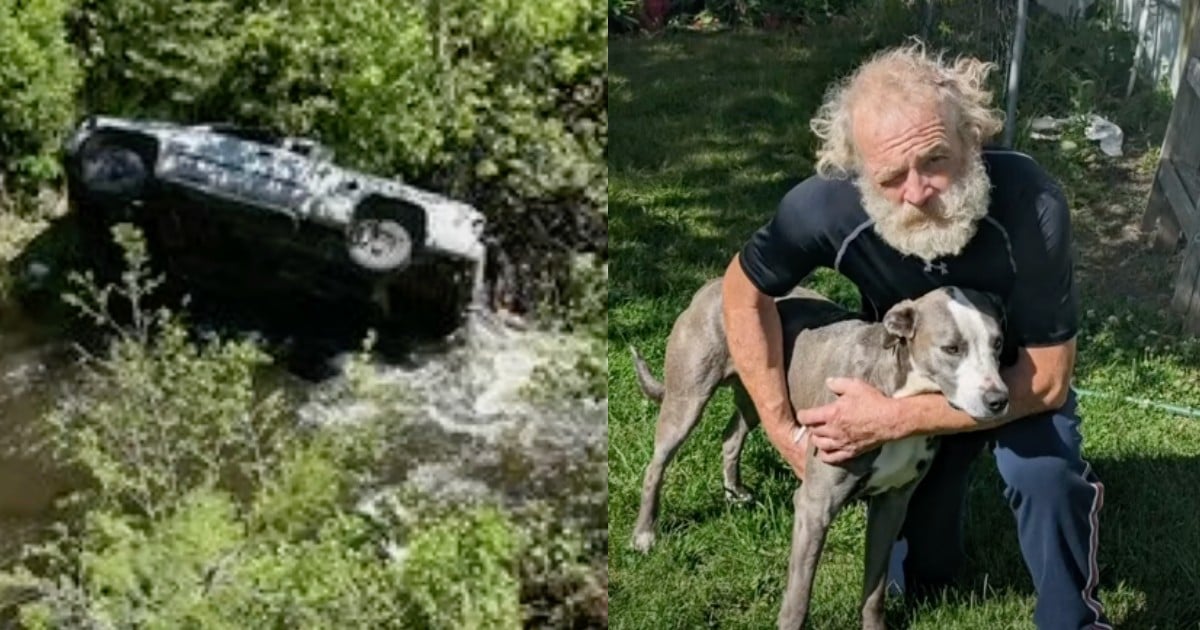 Dog Ran Four Miles After Owner’s Truck Goes Over Embankment [Video]