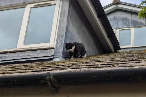 Kitten rescued after 2 days stranded on roof of 3-story home [Video]