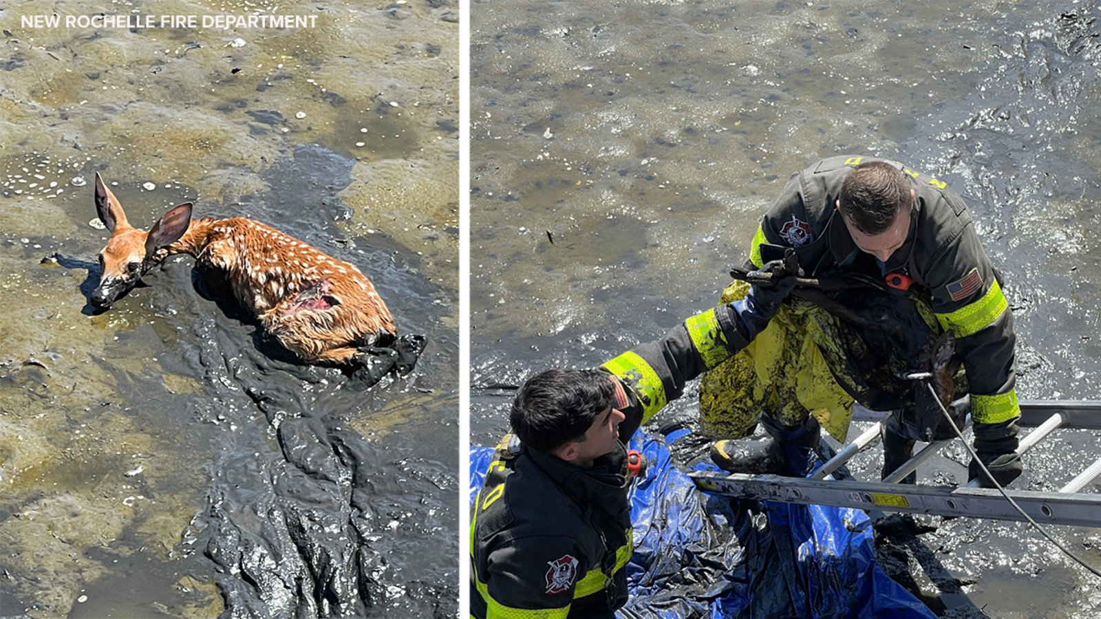 New Rochelle firefighters rescue deer that got stuck in the mud in Westchester County [Video]