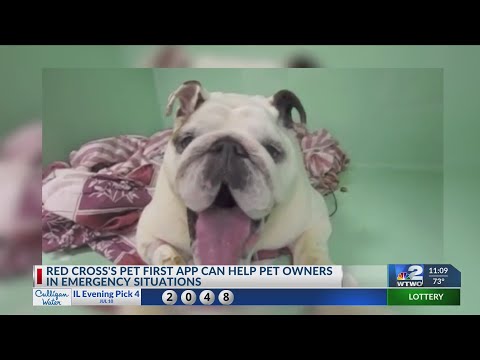 Red Cross Pet First Aid app can help pet owners be prepared [Video]
