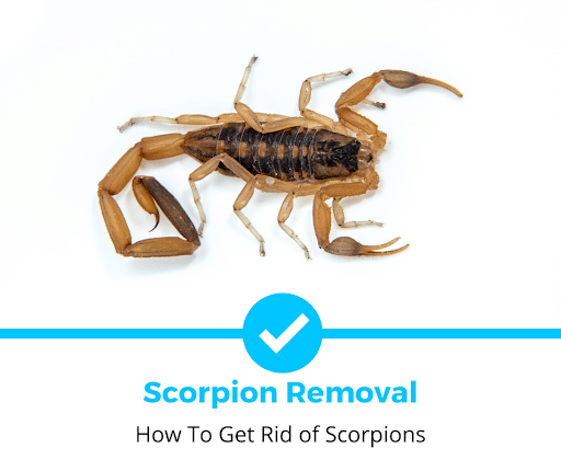 How To Get Rid of Scorpions (2024) [Video]