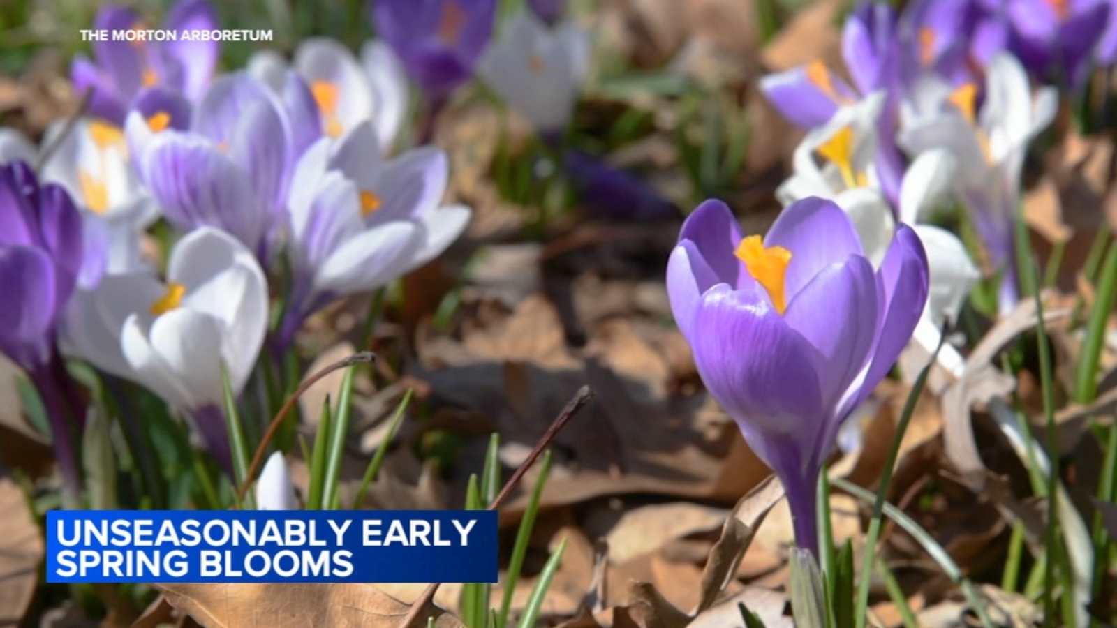 Morton Arboretum plant expert joins to discuss how Chicago weather patterns are affecting plant health, causing early blooms [Video]