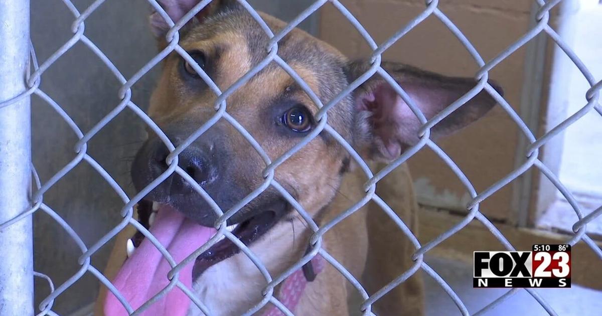 Animal Aid of Tulsa feeling helpless as shelters across Green Country overwhelmed | Local & State [Video]