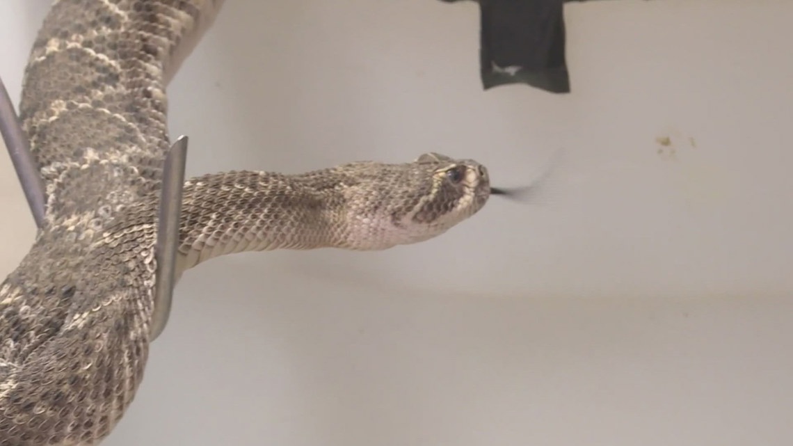 How much would it cost to treat a rattlesnake bite? [Video]