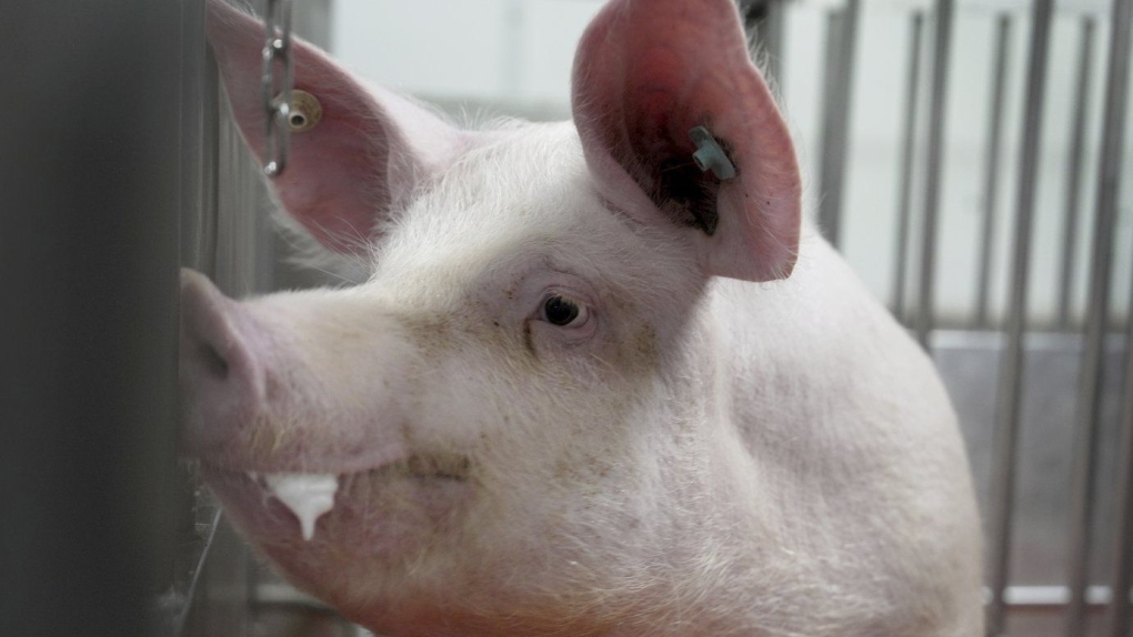 GMO pig organs for transplant: Meet some of the world’s cleanest hogs [Video]