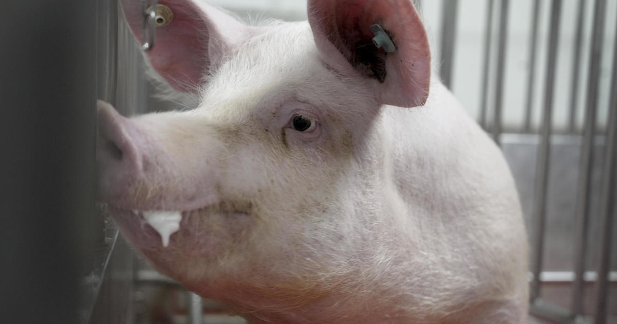 Meet some of the world’s cleanest pigs, raised to grow kidneys and hearts for humans [Video]