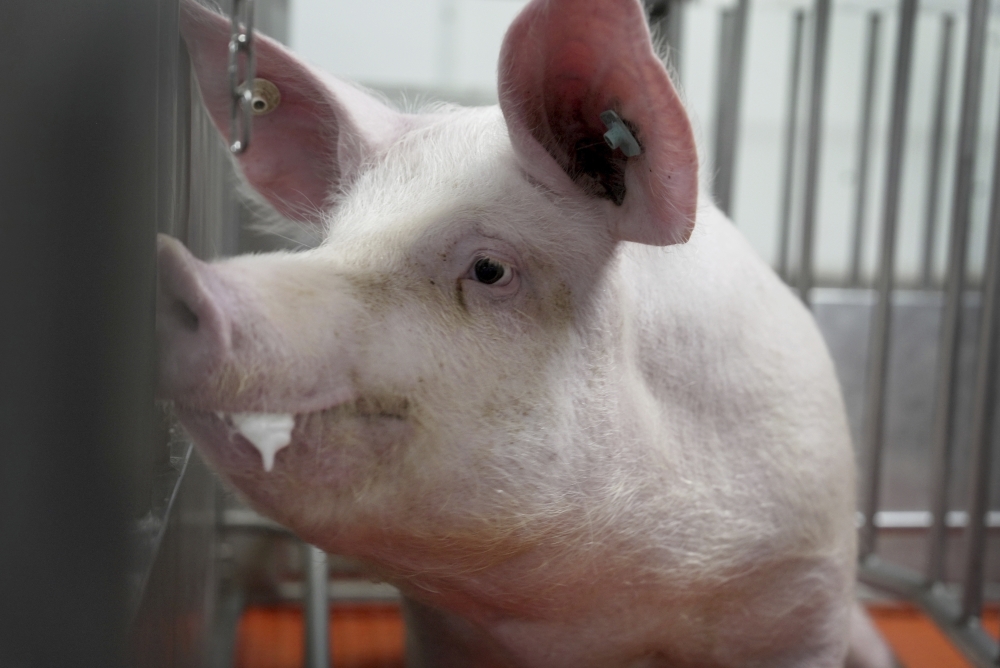 Meet some of the worlds cleanest pigs, raised to grow kidneys and hearts for humans [Video]