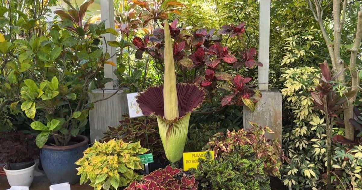 Corpse flower blooms at Foster Botanical Gardens | Video