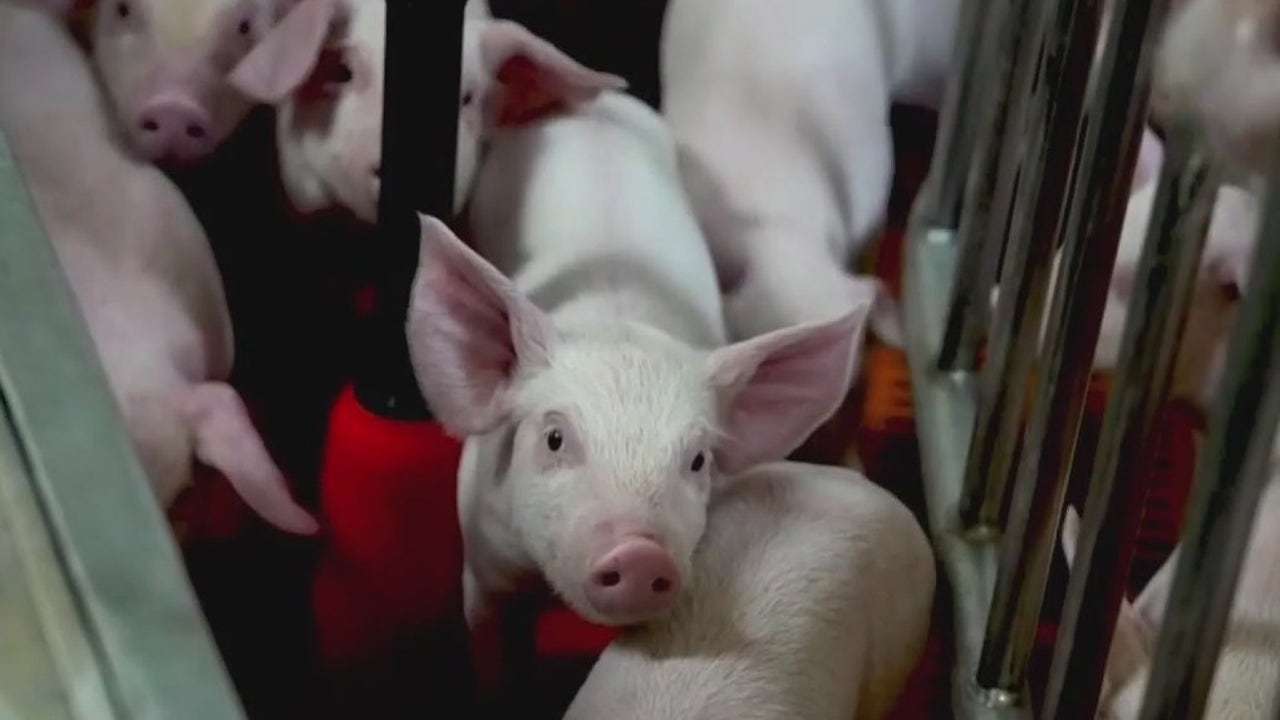 Pig farm raising animals for human transplants [Video]