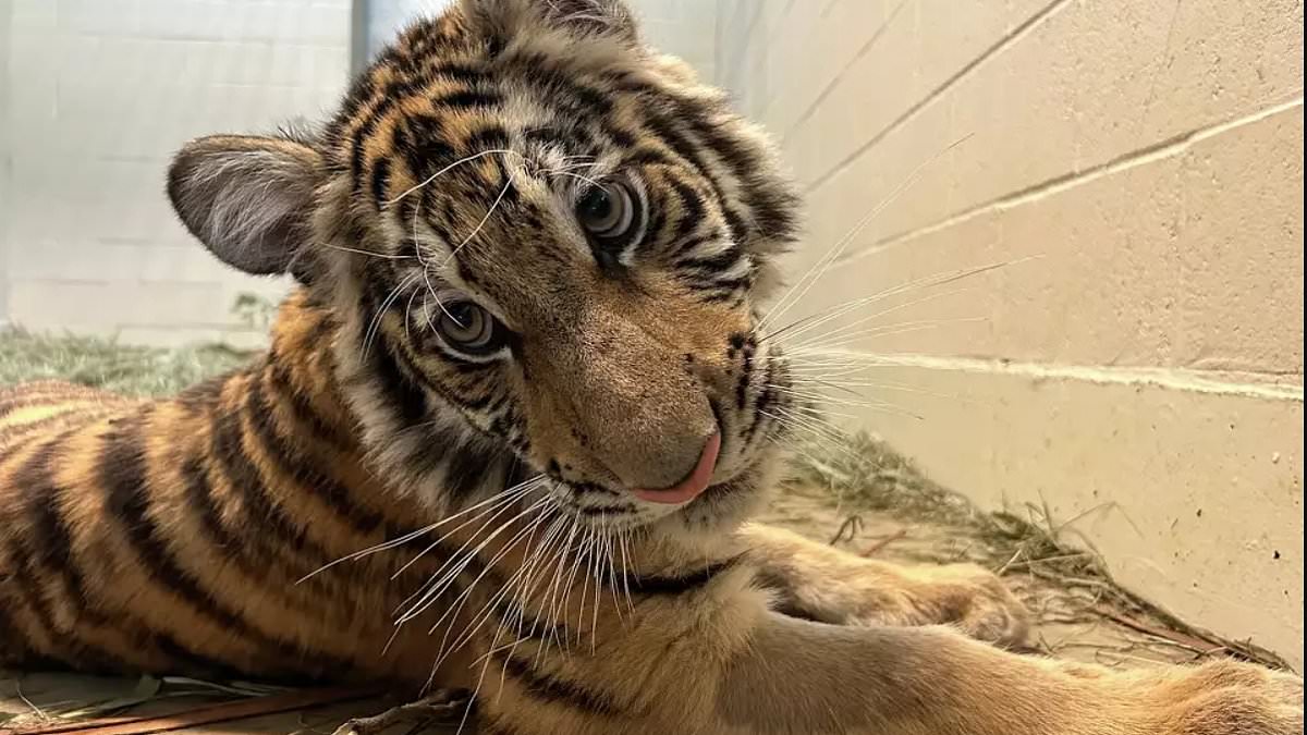 Gorgeous tiger cub rescued by Oakland Zoo after suffering horrific abuse at ANIMAL SANCTUARY now has a brand-new home [Video]