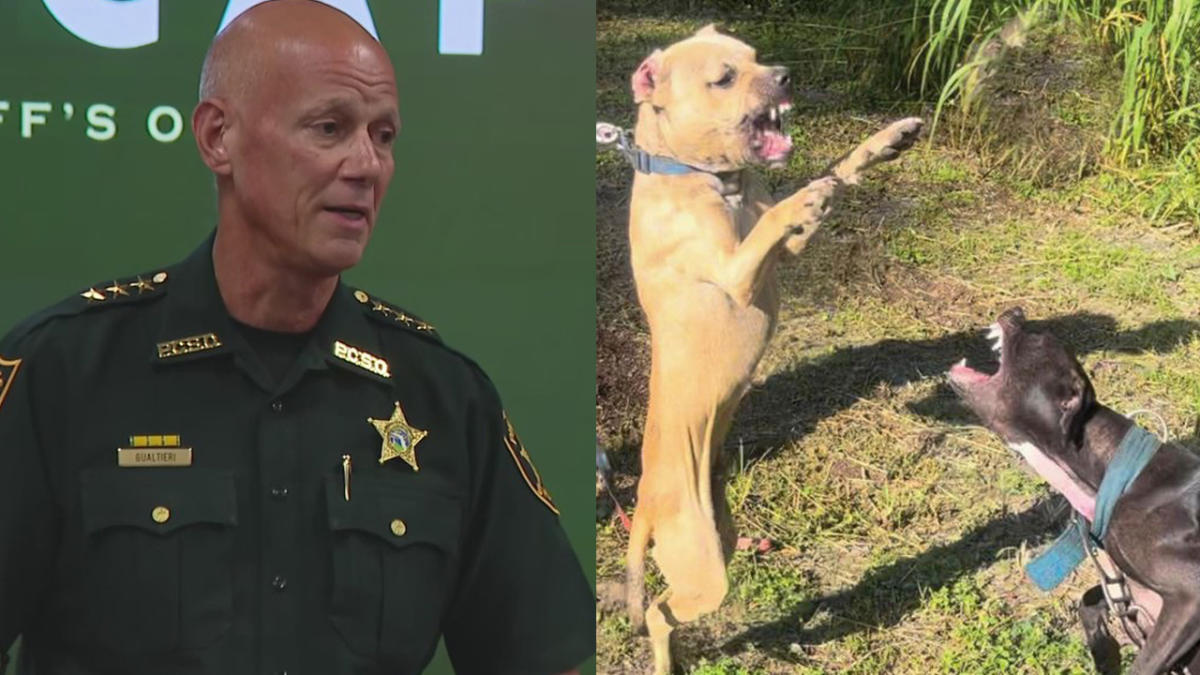 Several arrested as Pinellas deputies seize drugs, guns, money from drug operation and a dog-fighting ring [Video]