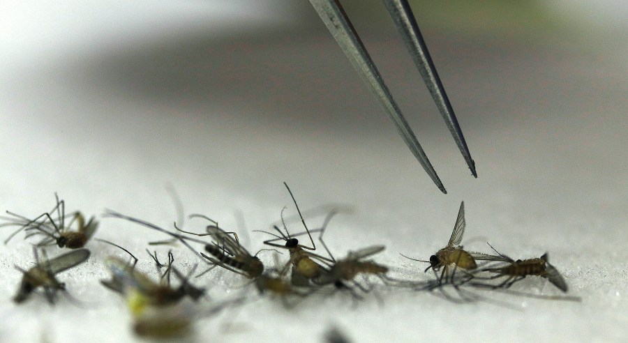 Hays County resident tests positive for West Nile virus [Video]