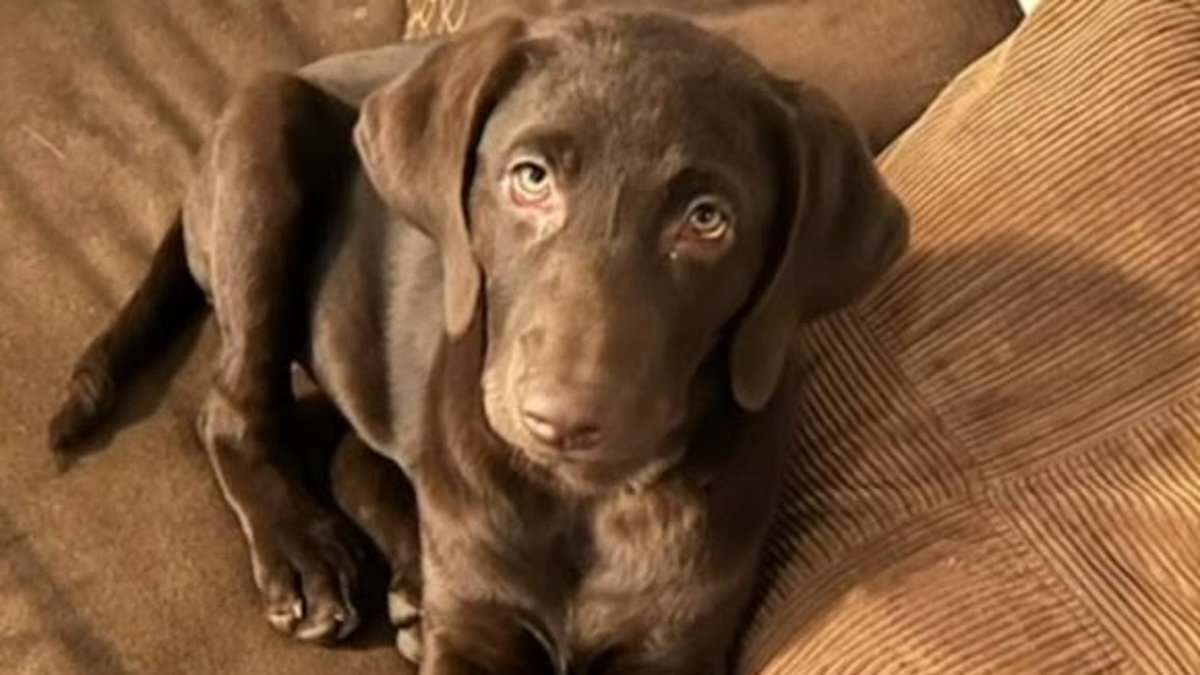 Family horrified as Missouri sheriff’s deputy shoots and kills their chocolate lab Nala while investigating a robbery [Video]