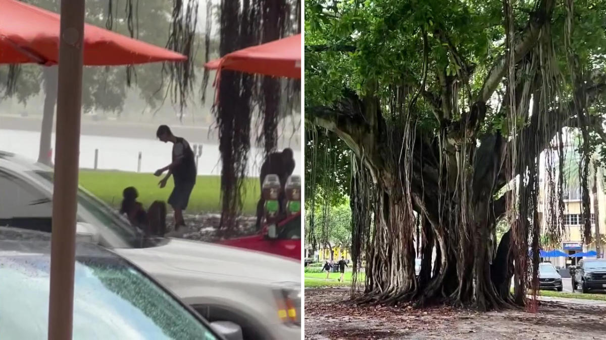 4 teenagers struck by lightning while under tree in downtown St. Pete [Video]