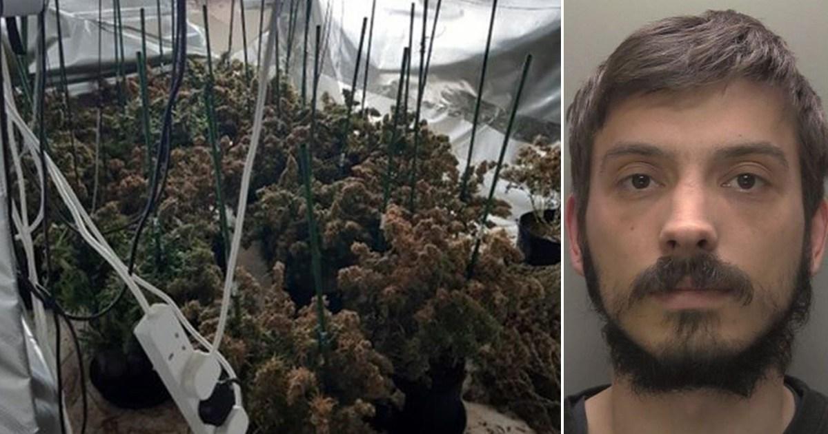 Cannabis farm gardener ‘wanted quick cash to pay for gran’s hip replacement’ | UK News [Video]