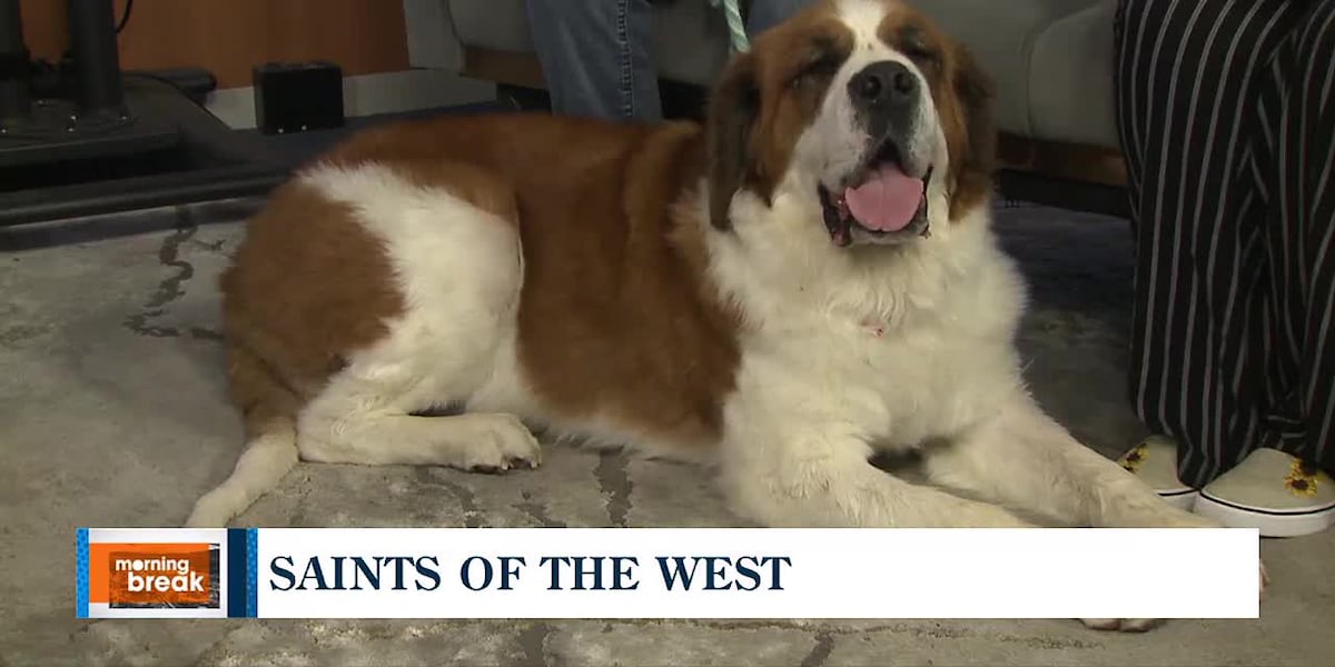 Community support needed to help Saints of the West continue rescuing, rehoming saint bernards [Video]